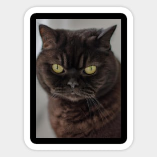 British Shorthair Green Eyes Sticker